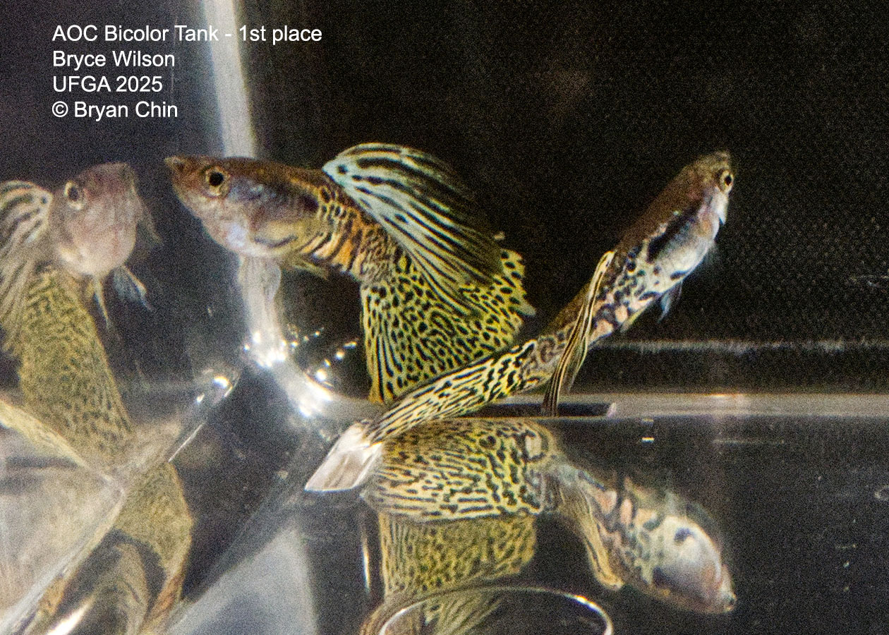 Guppy Bicolor Metal